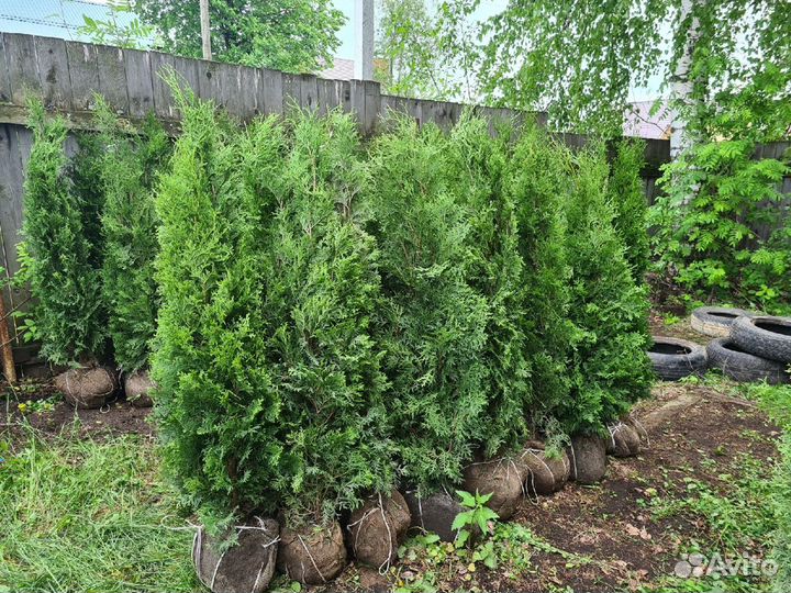 Туя смарагд-колумна-брабант. Все размеры
