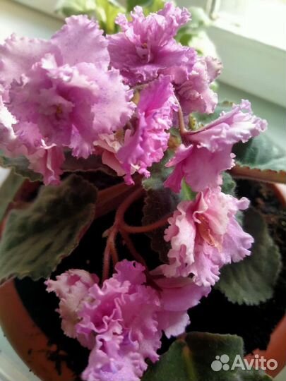 Фиалка Забияка, укорененная