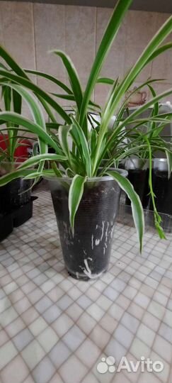 Хлорофитум