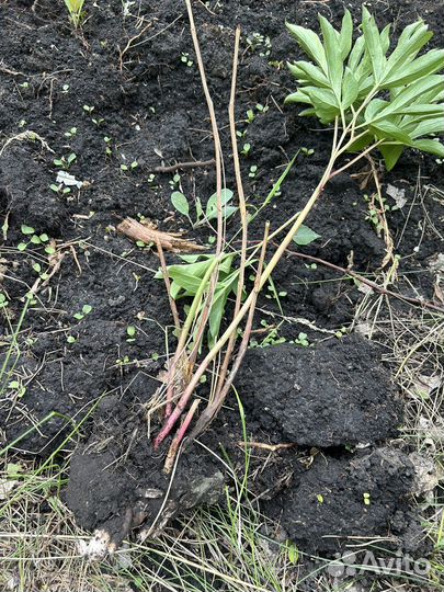 Корни пионов