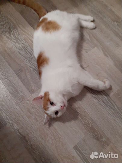 Кошка в дар бесплатно