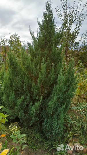 Можжевельник