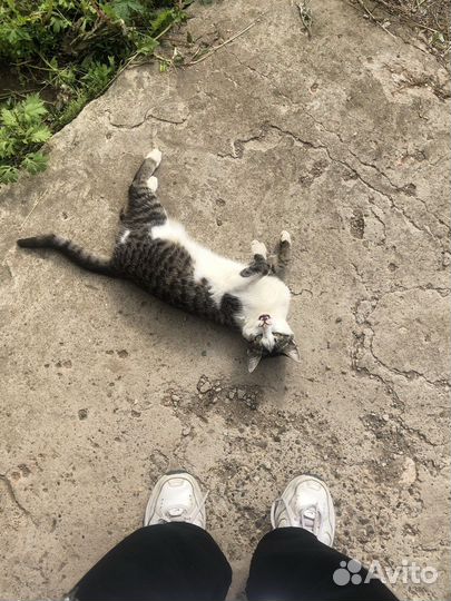 Кошка в добрые руки