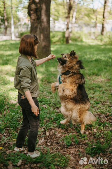 Большая собака в добрые руки