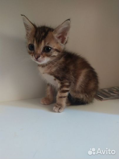 Котёнок девочка