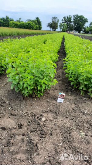 Подвой (дичка)