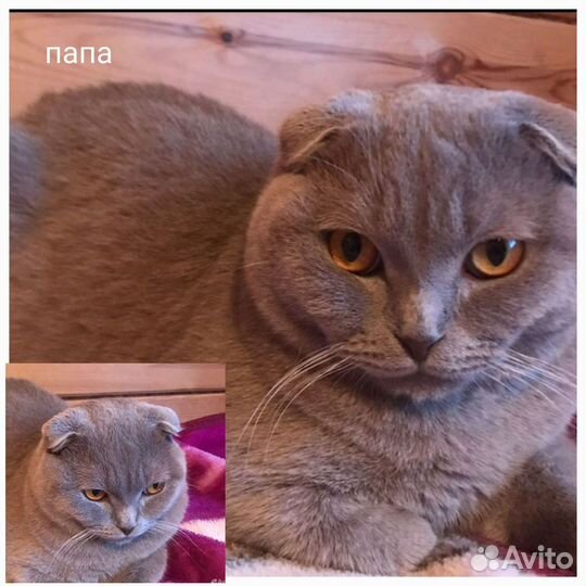 Британские котята