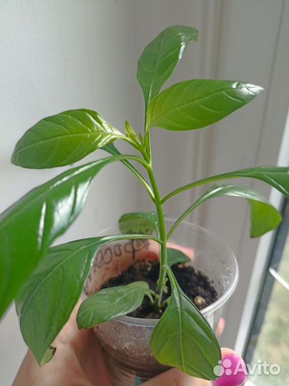 Кроссандра красная