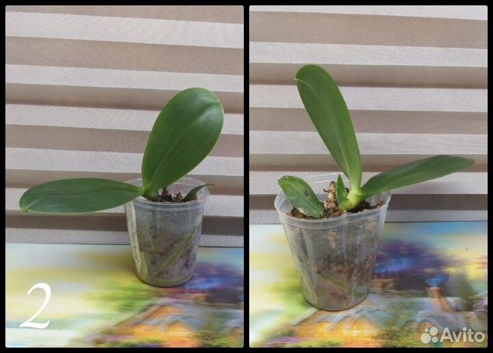 Комнатные растения цветы