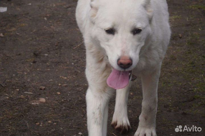 Собака в добрые руки