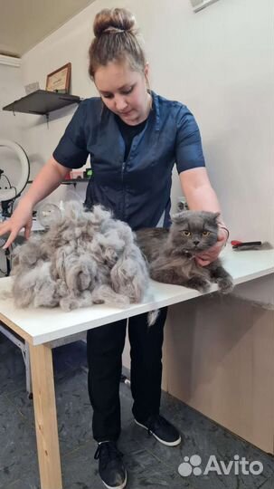 Стрижка, уход собачек и кошек)груминг