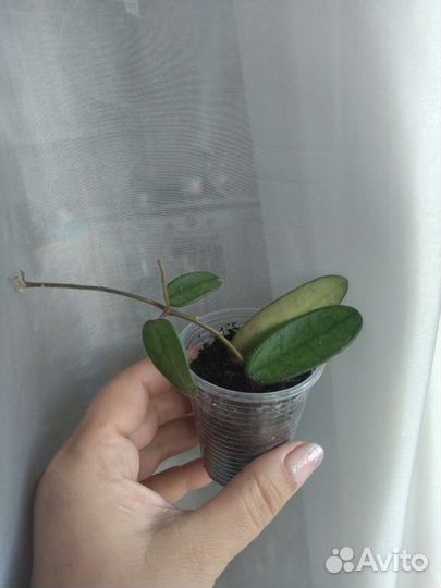 Сортовые хойи