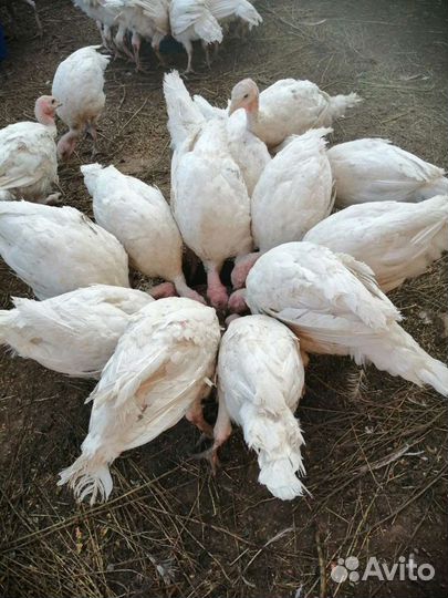 Индюки биг6