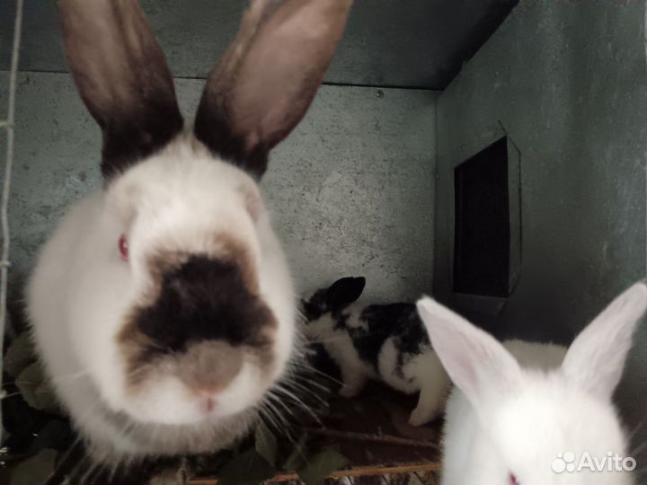 Продам кроликов