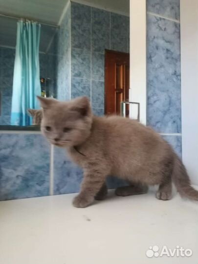 Шотландская