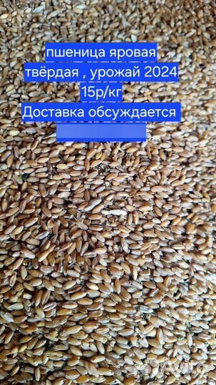 Пшеница и ячмень