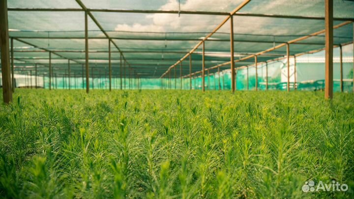 Сеянцы кедра Сибирского