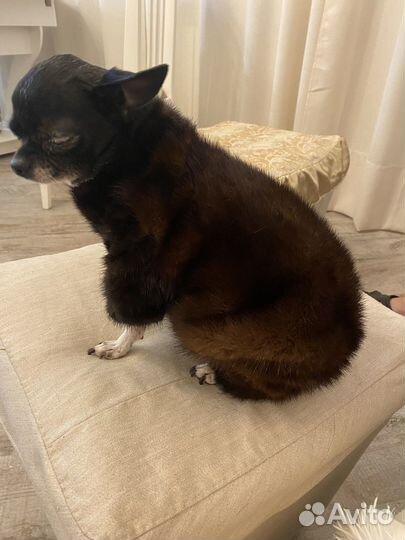 Одежда для собак мелких пород зима