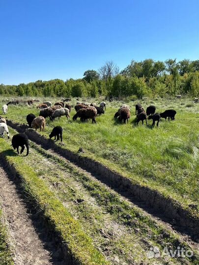 Овцы бараны ягнята