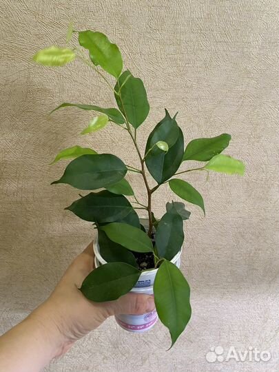 Комнатные растения,цветы.Разные