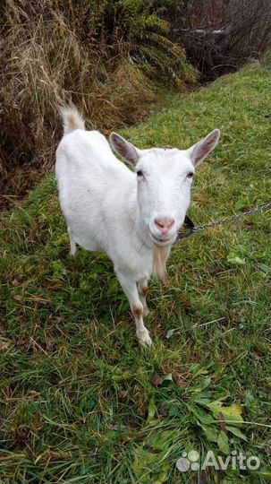 Зааненские козы дойные