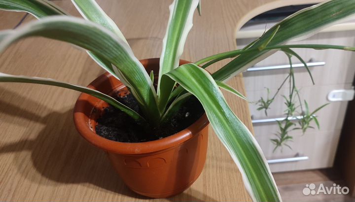 Хлорофитум (Variegatum)