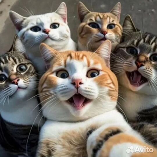 Передержка кошек