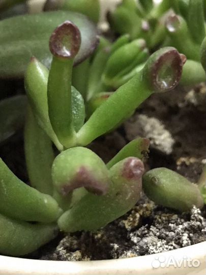 Крассула Хоббит (ушки Шрека)