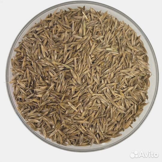 Фестулолиум семена оптом