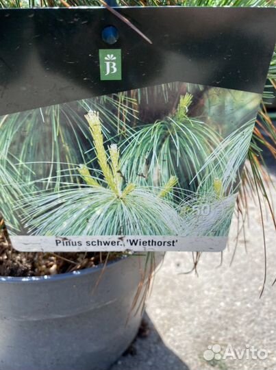 Сосна Витхорст