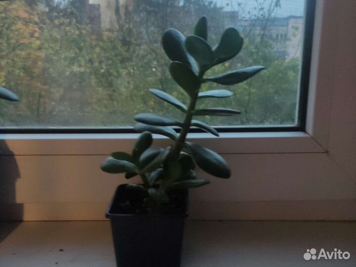 Толстянка крассула