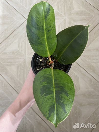 Фикус эластика шривериана