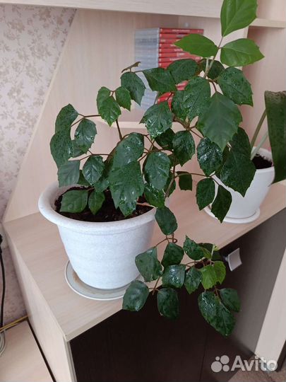 Комнатные цветы