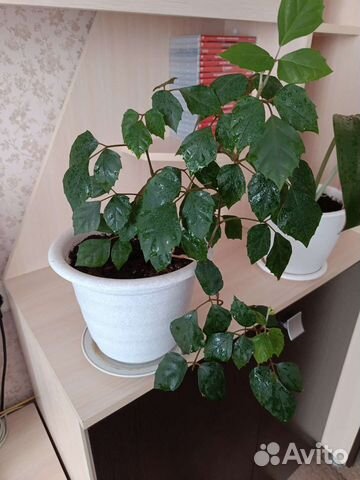 Комнатные цветы