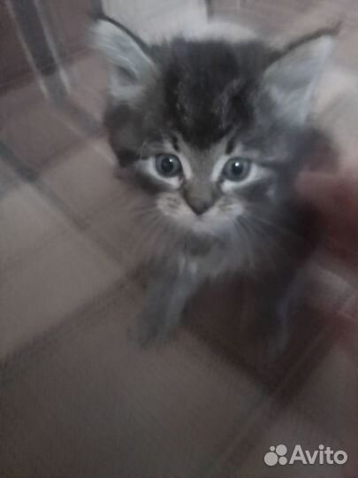 Тайская бесплатно