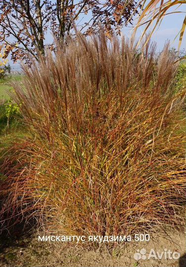 Мискантус якудзима