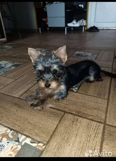 Йоркширский терьер стандарт