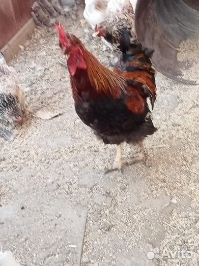Петухи и индоутки