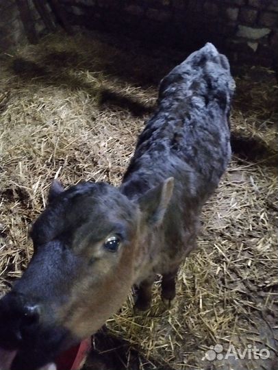 Тёлки, и поросята