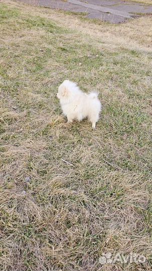 Шпиц мальчик