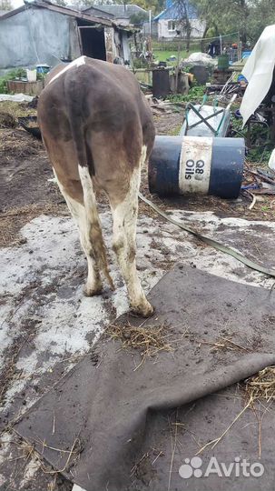 Телка 2года 6м