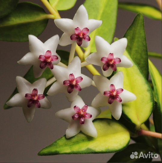 H. cv Bella Louis Buis/ Lida Buis/ Белла Луис Буис