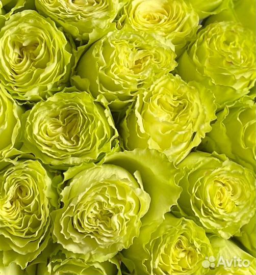 Зелёные розы. 51 роза с доставкой. Цветы доставка