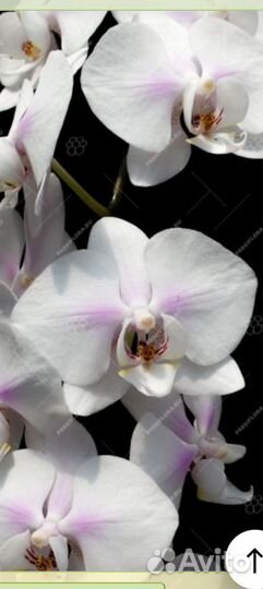 Орхидея фаленопсис Sakura Blossom