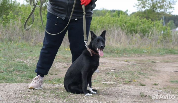 Собака в добрые руки