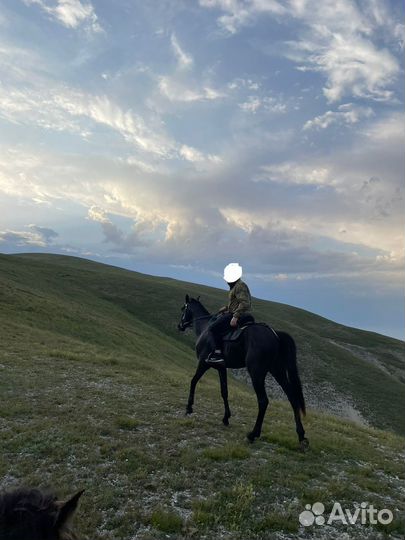 Англо-Ахалтикинец