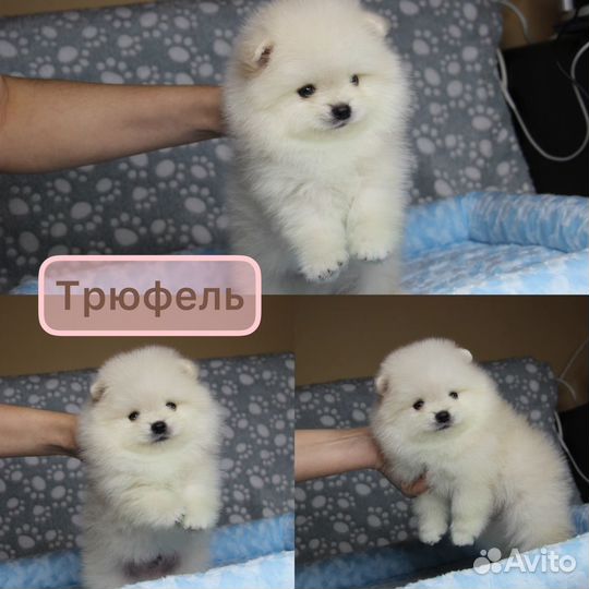 Мальчик и 2 девочки Шпица