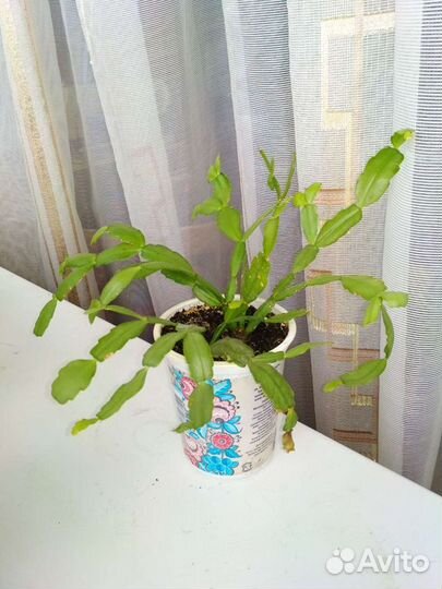 Цветочки комнатные разные первогодки