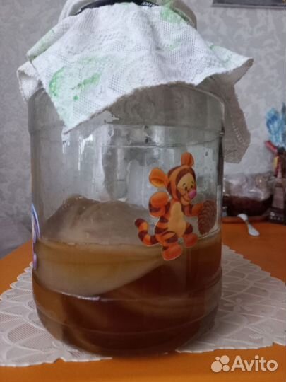 Чайный гриб