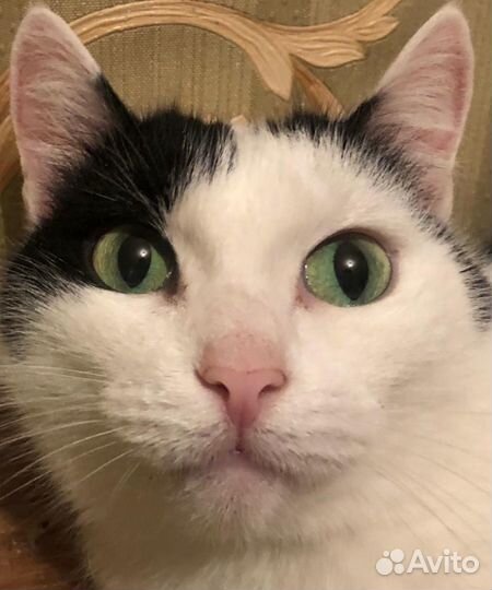 Изящную красавицу